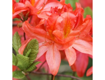 Rhododendron Azalea 'Geisha Orange'