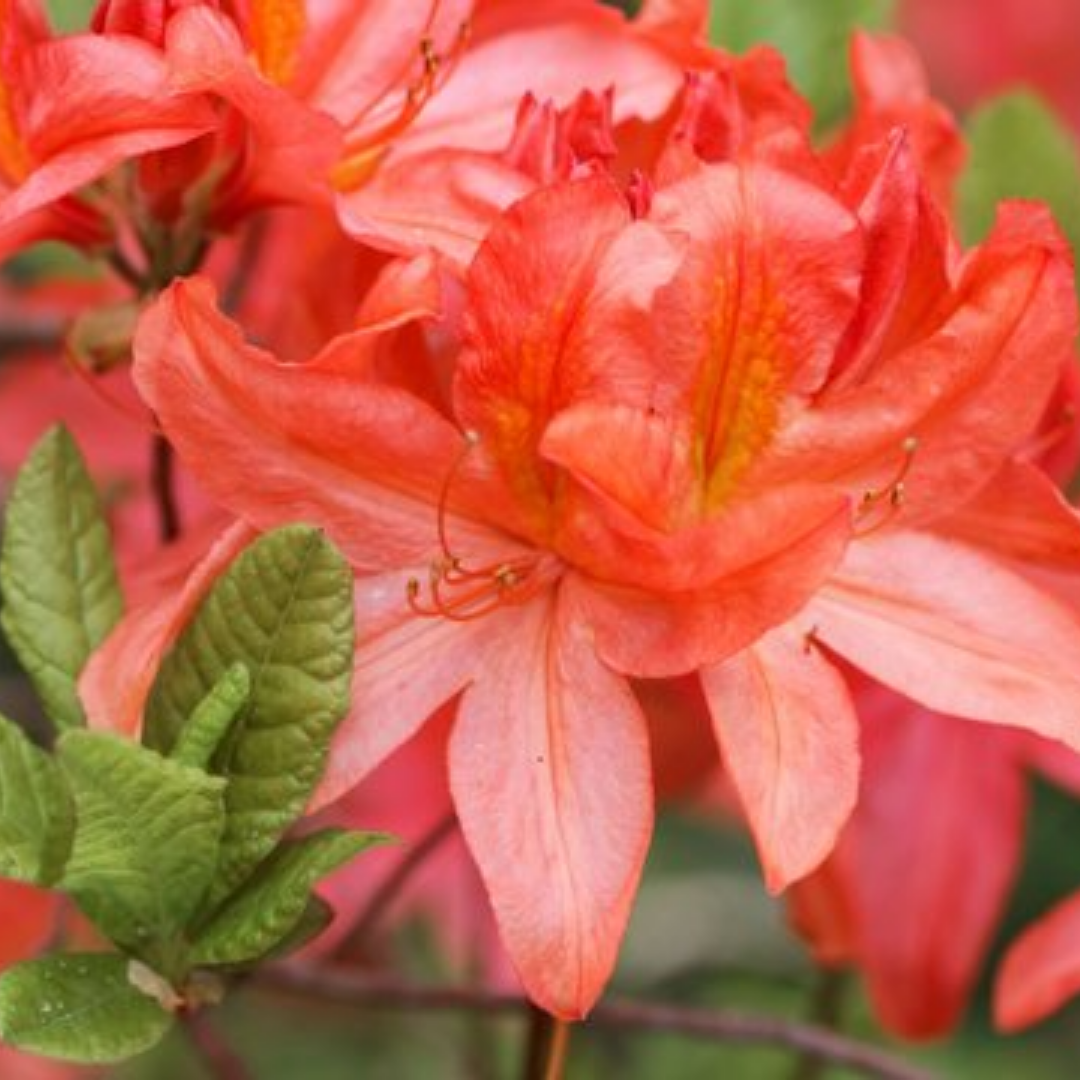 Rhododendron Azalea 'Geisha Orange'