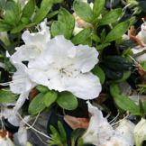 Rhododendron Azalea 'Pleasant White'