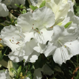 Rhododendron Azalea 'Pleasant White'
