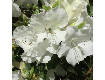 Rhododendron Azalea 'Pleasant White'