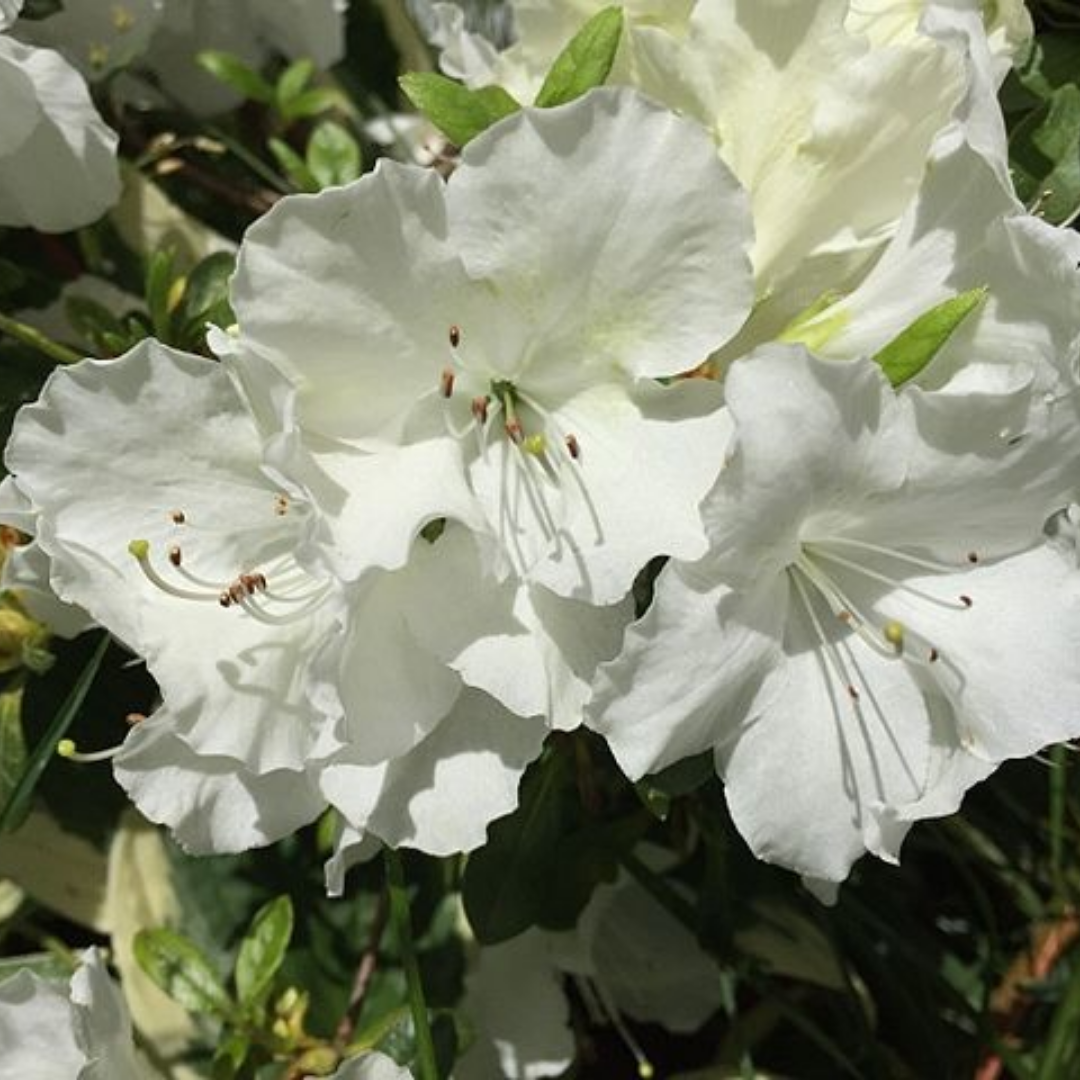 Rhododendron Azalea 'Pleasant White'