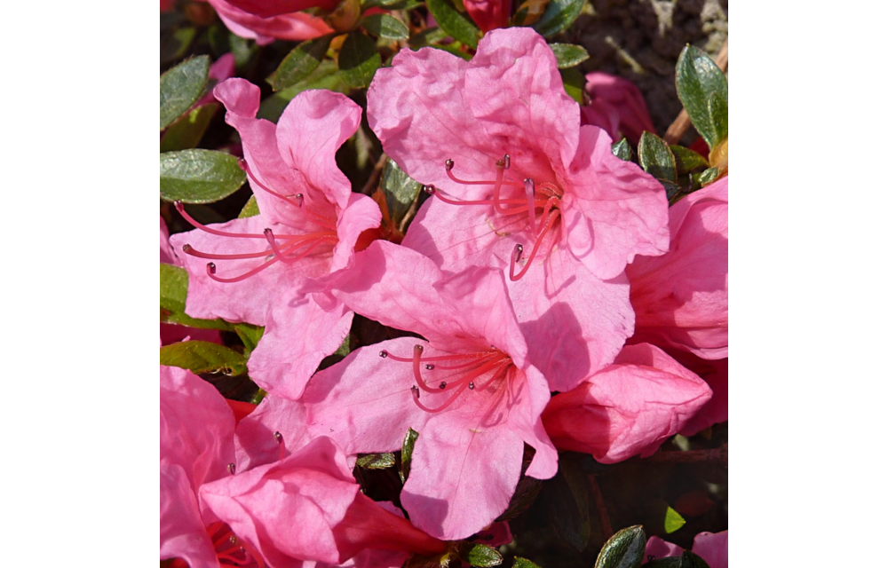 Rhododendron Azalea 'Anne Frank'