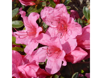 Rhododendron Azalea 'Anne Frank'