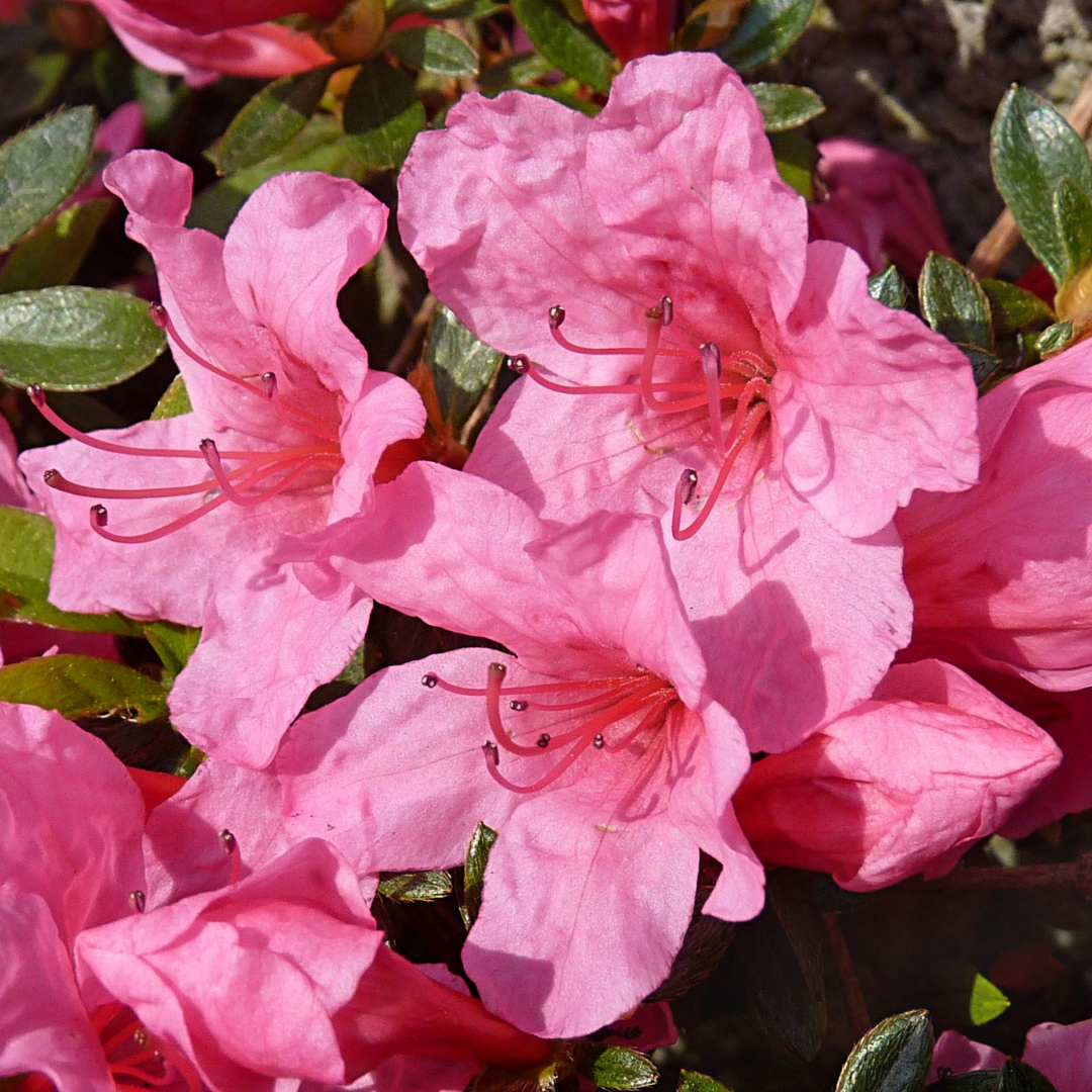 Rhododendron Azalea 'Anne Frank'