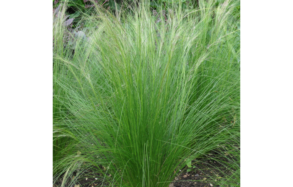 Stipa tenuifolia ‘Ponytails’