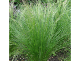 Stipa tenuifolia ‘Ponytails’