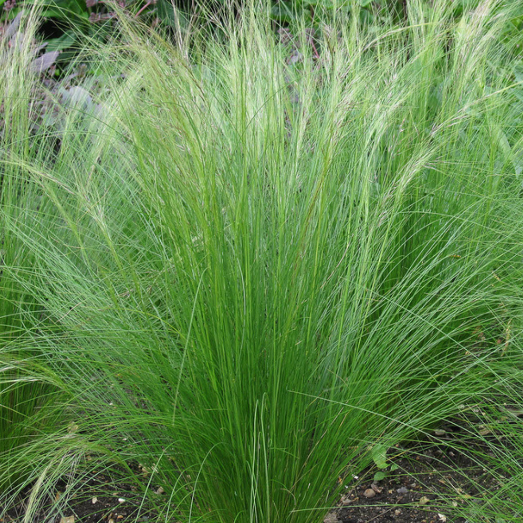 Stipa tenuifolia ‘Ponytails’