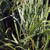 Calamagrostis acutiflora ‘Karl Foerster’