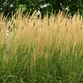 Calamagrostis acutiflora ‘Karl Foerster’