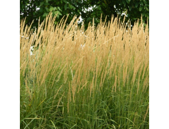 Calamagrostis acutiflora ‘Karl Foerster’