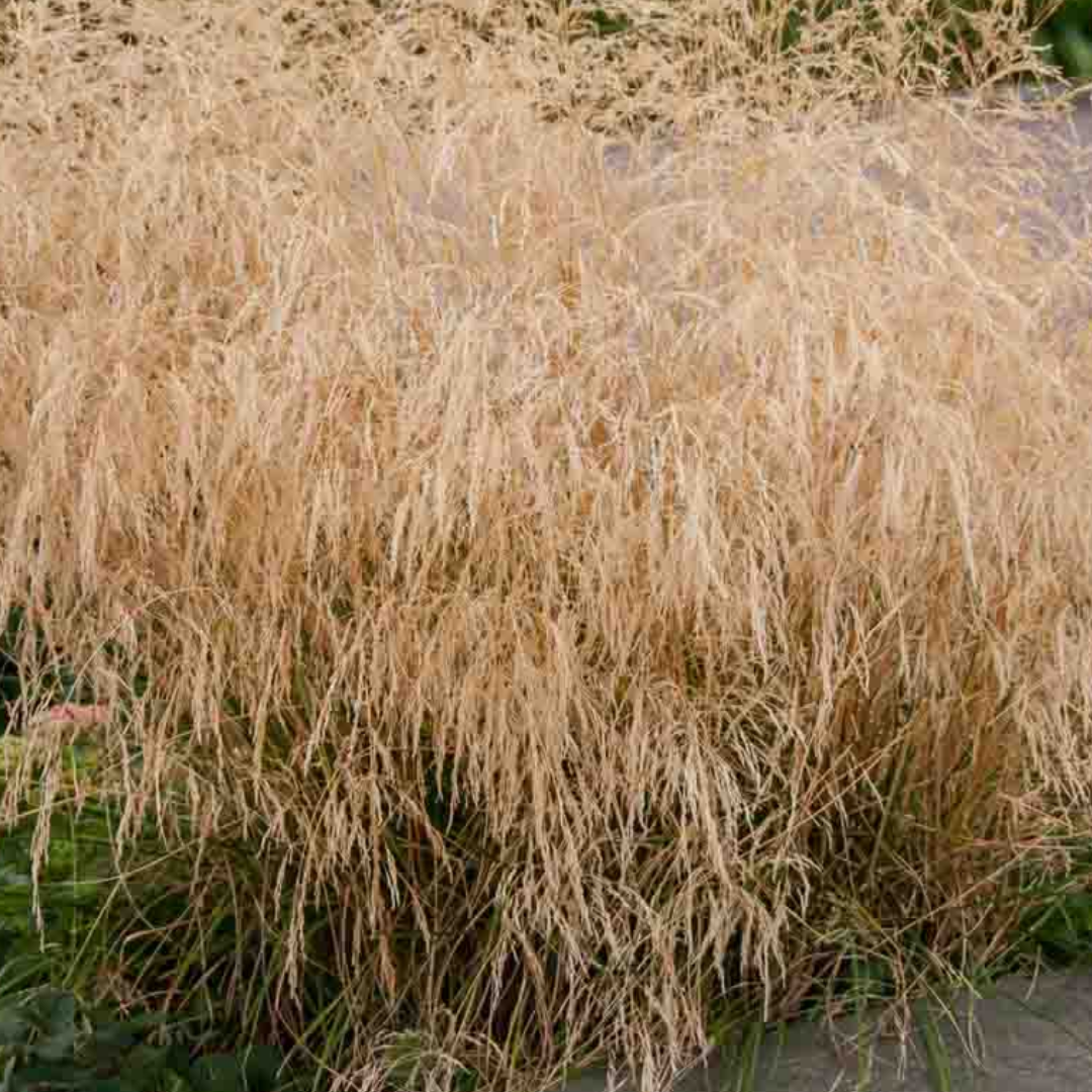 Deschampsia cesp. ‘Goldtau’