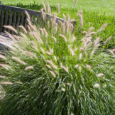 Pennisetum alopecuroides ‘Hameln’