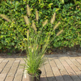 Pennisetum alopecuroides ‘Hameln’
