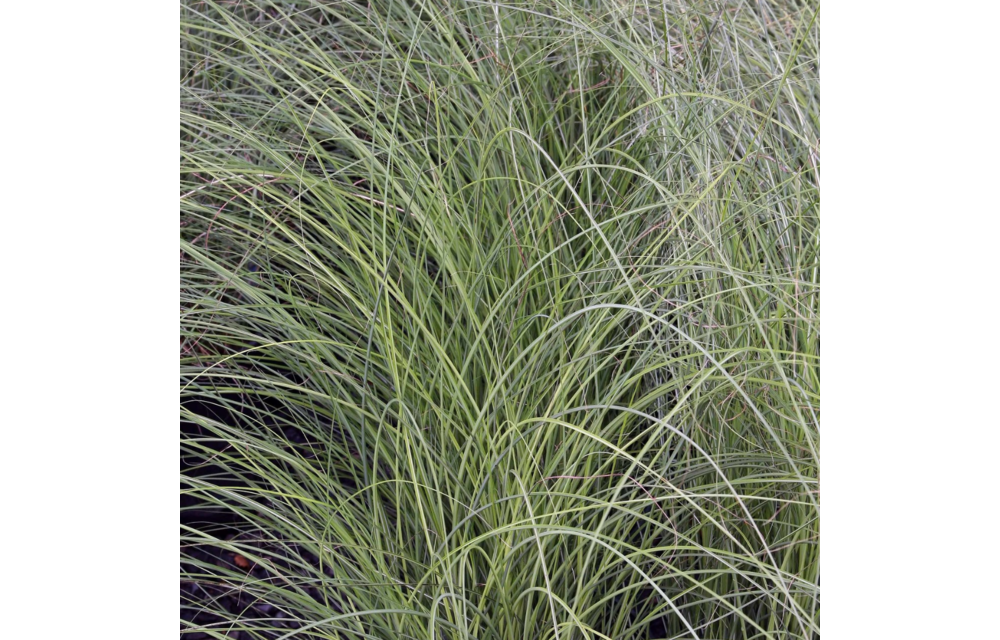 Miscanthus sinensis ‘Gracillimus’