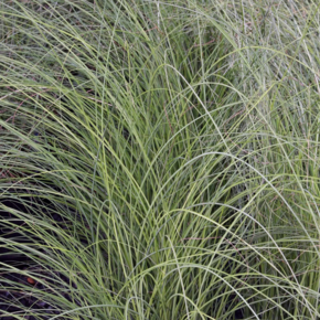 Miscanthus sinensis ‘Gracillimus’