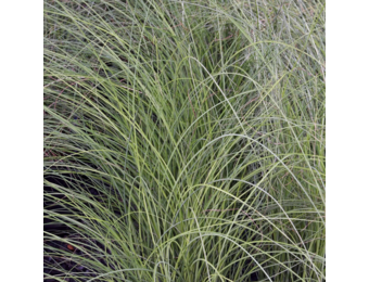 Miscanthus sinensis ‘Gracillimus’