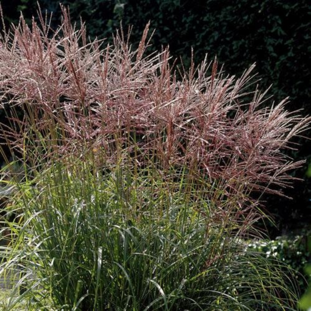 Miscanthus sin. ‘Ferner Osten’