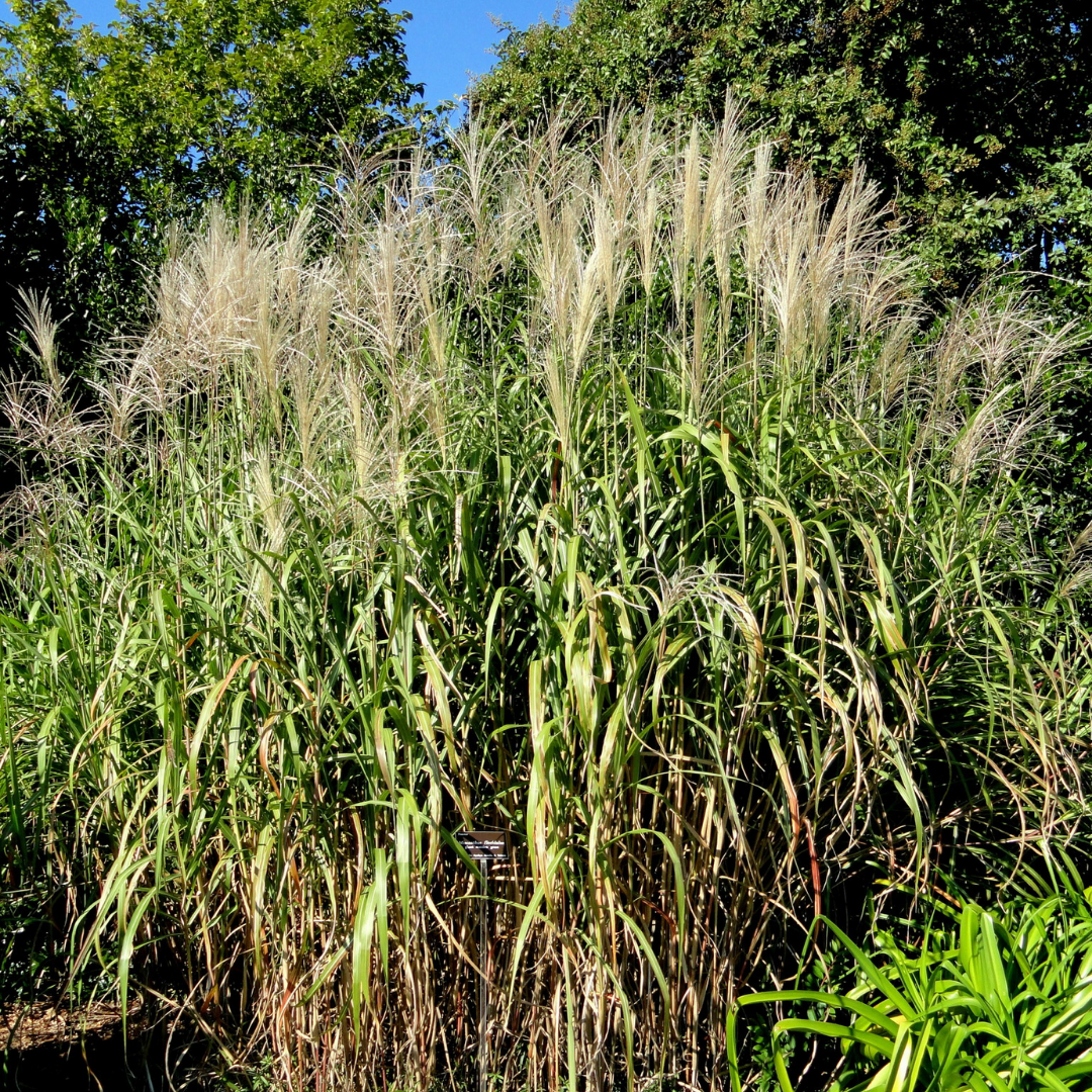 Miscanthus floridulus