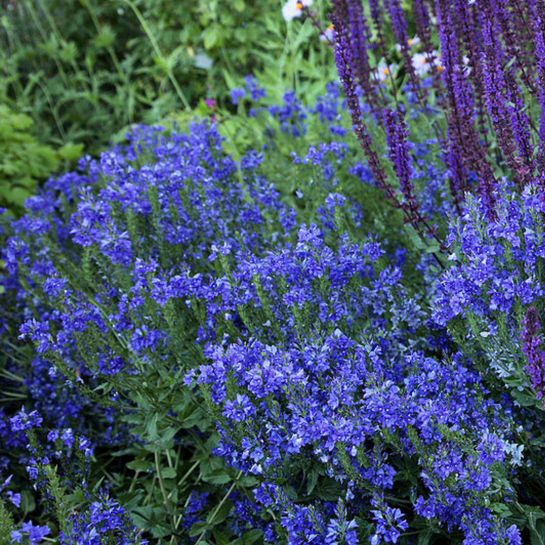 Veronica austriaca 'Knallblau'