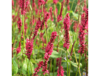 Persicaria a. 'JS Caliente'