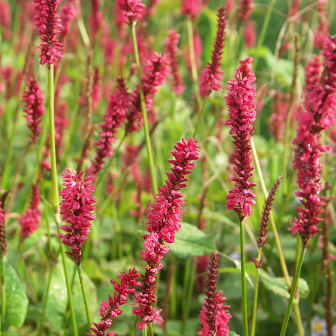 Persicaria a. 'JS Caliente'