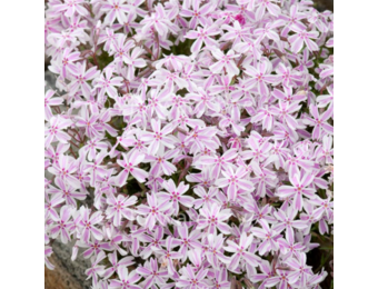 Phlox subulata 'Candy Stripes'