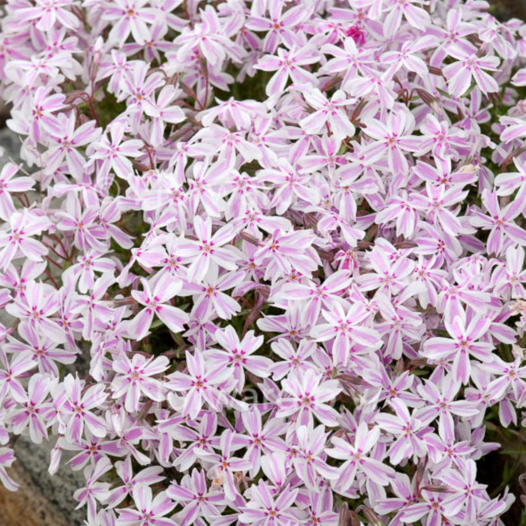 Phlox subulata 'Candy Stripes'