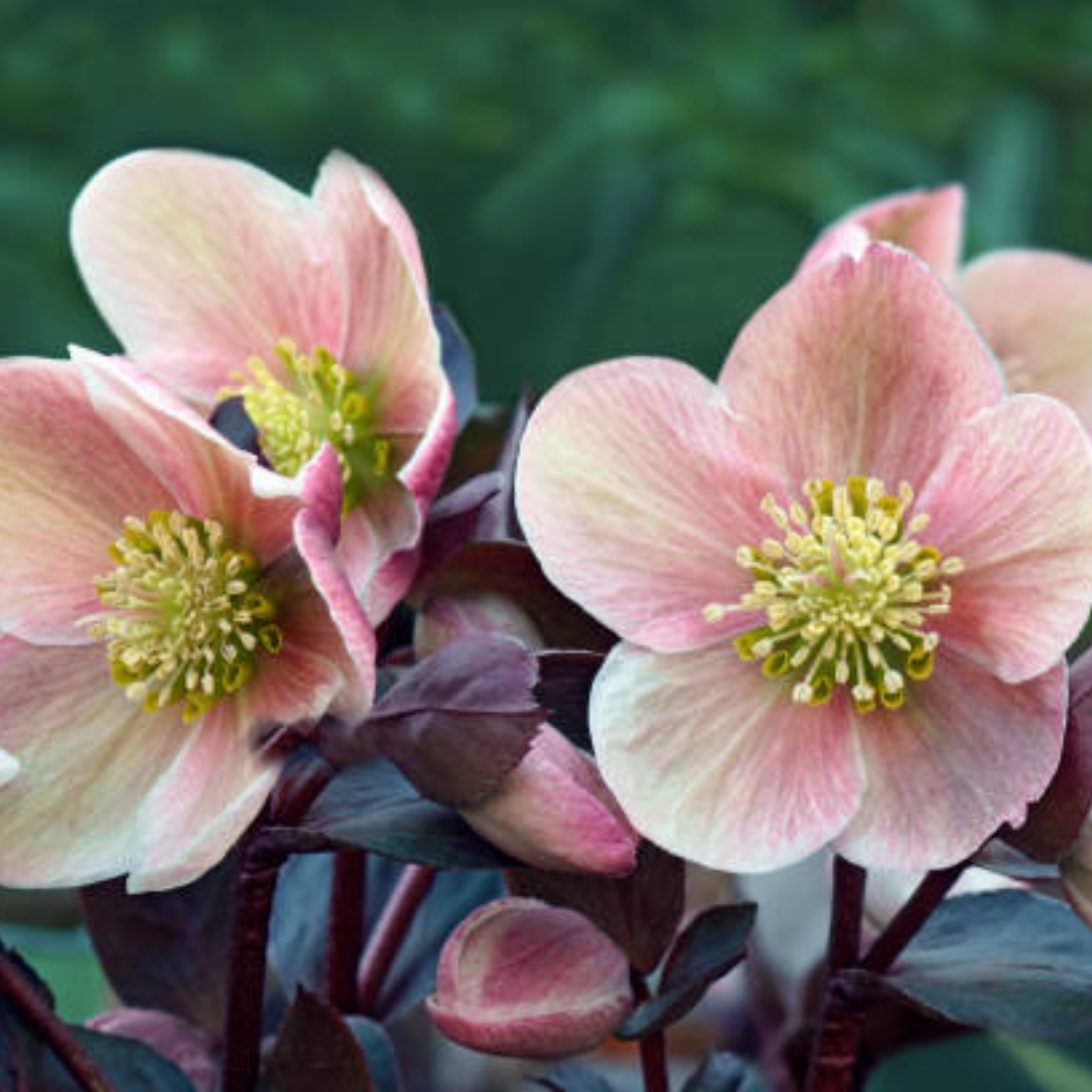 Helleborus orientalis