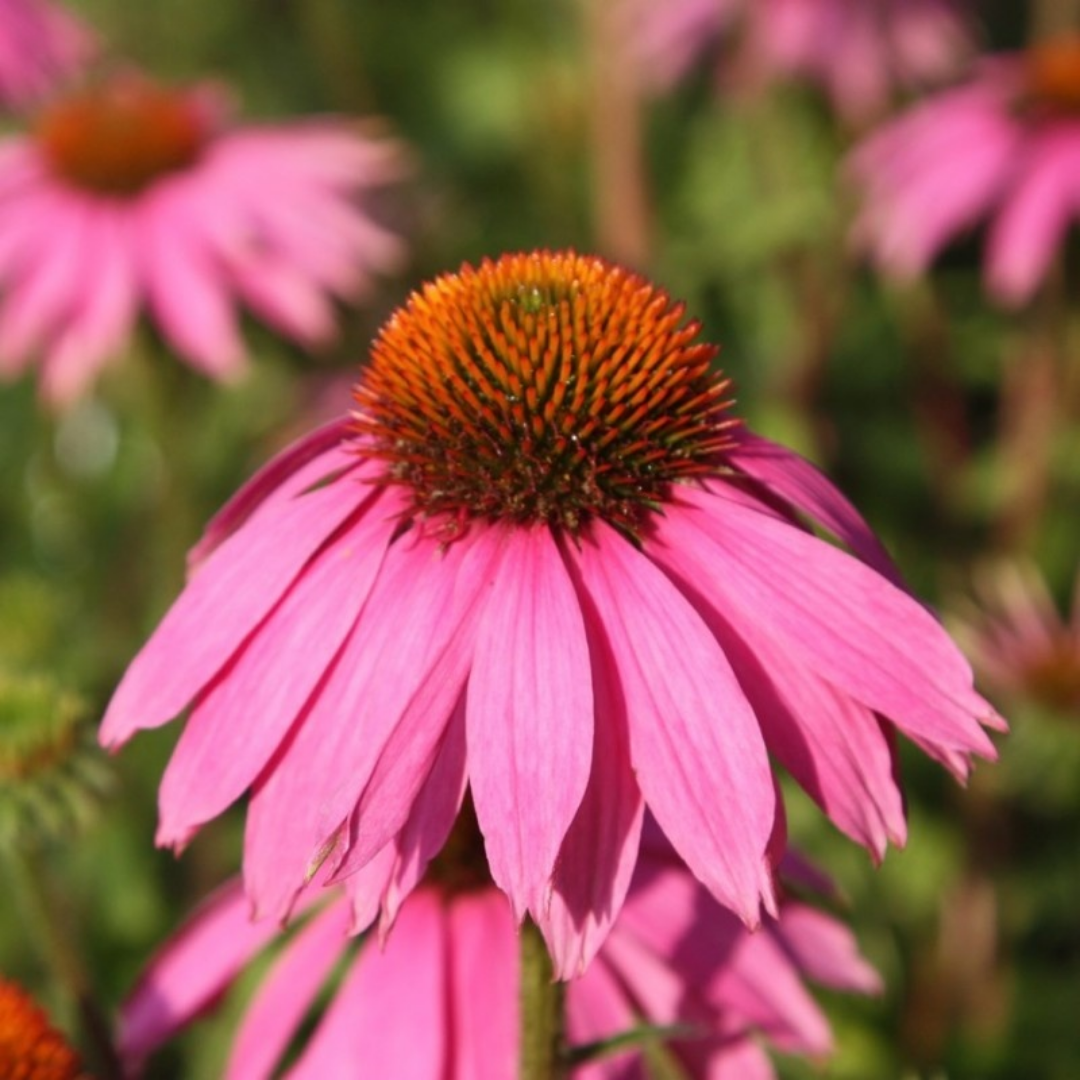 Echinacea Purpurea 'Magnus'