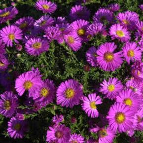 Aster (D) 'Starlight'