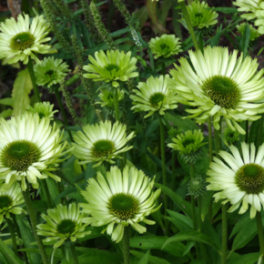 Echinacea purpurea 'Green Jewel'