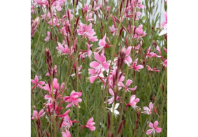 Gaura lindheimeri 'Siskiyou Pink'