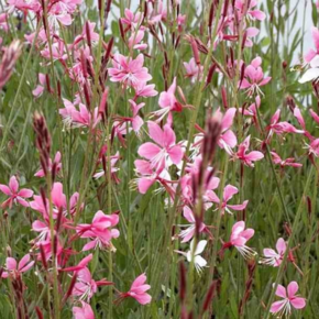 Gaura lindheimeri 'Siskiyou Pink'