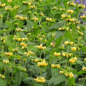 Phlomis russeliana