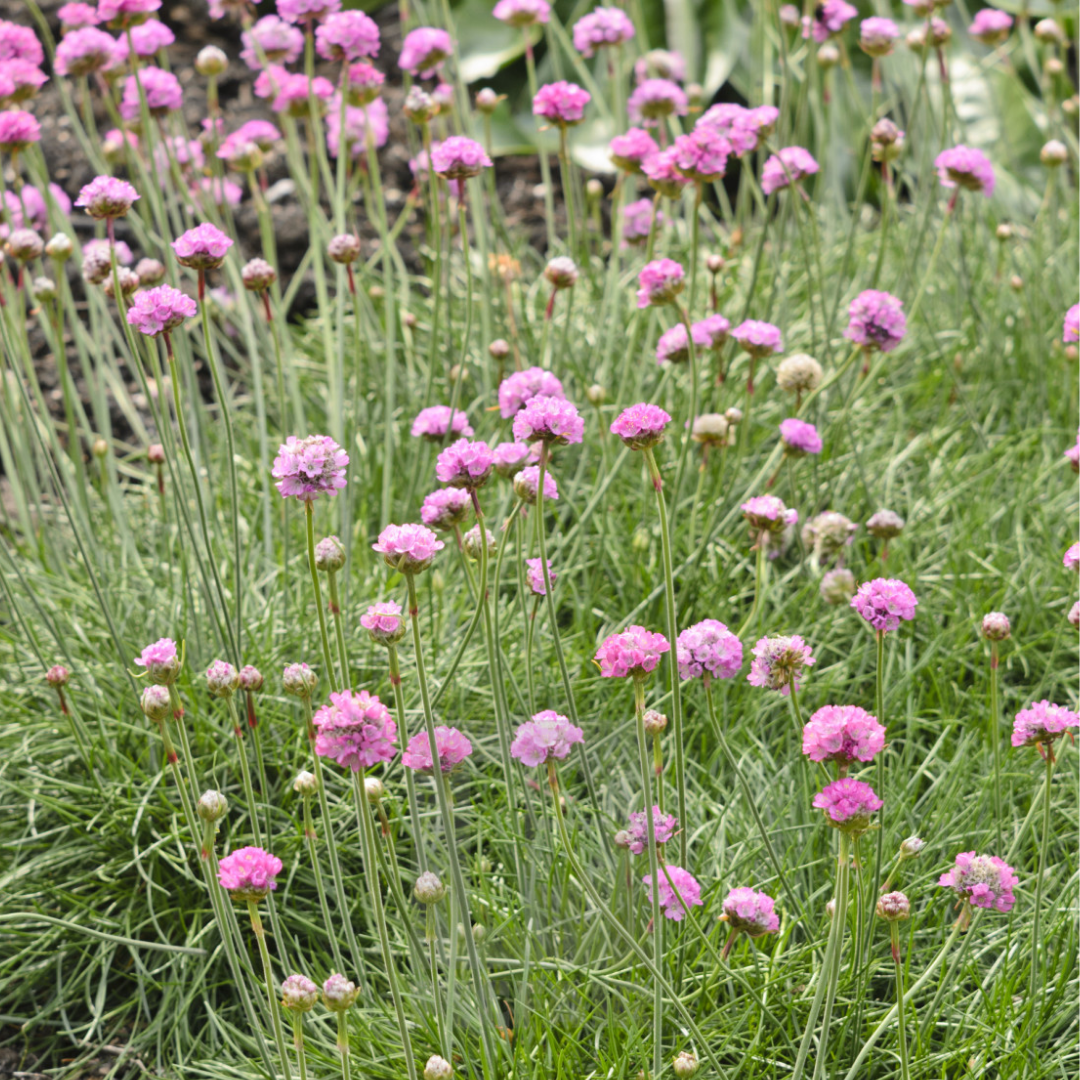 Armeria maritima 'Splendens'