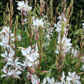 Gaura lindheimeri 'Whirling Butterflies'