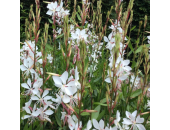 Gaura lindheimeri 'Whirling Butterflies'