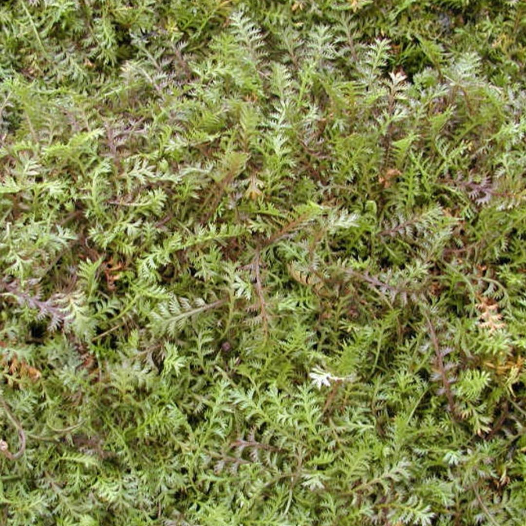 Leptinella squalida