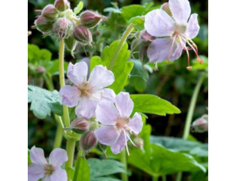 Geranium macrorrhizum 'Ingwersens Variety'