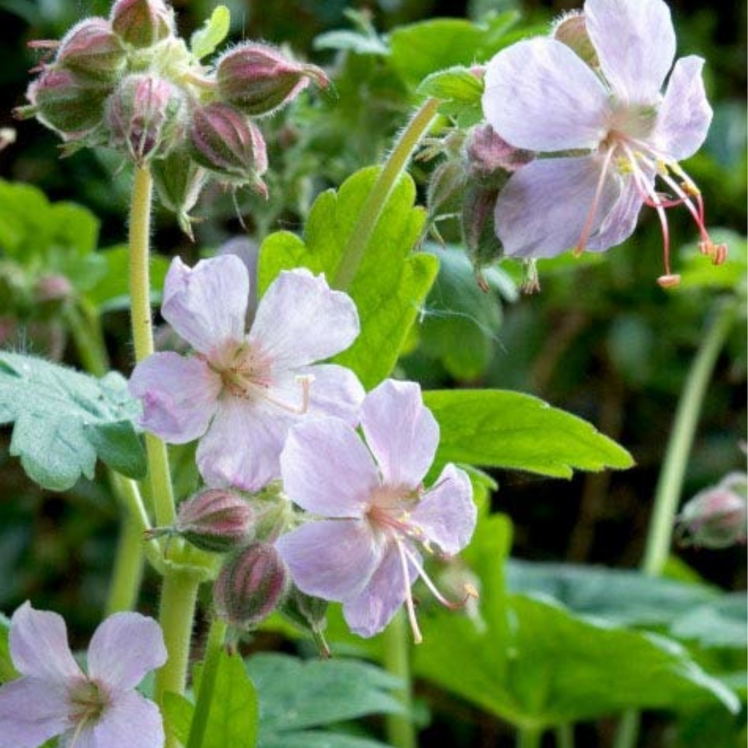 Geranium macrorrhizum 'Ingwersens Variety'