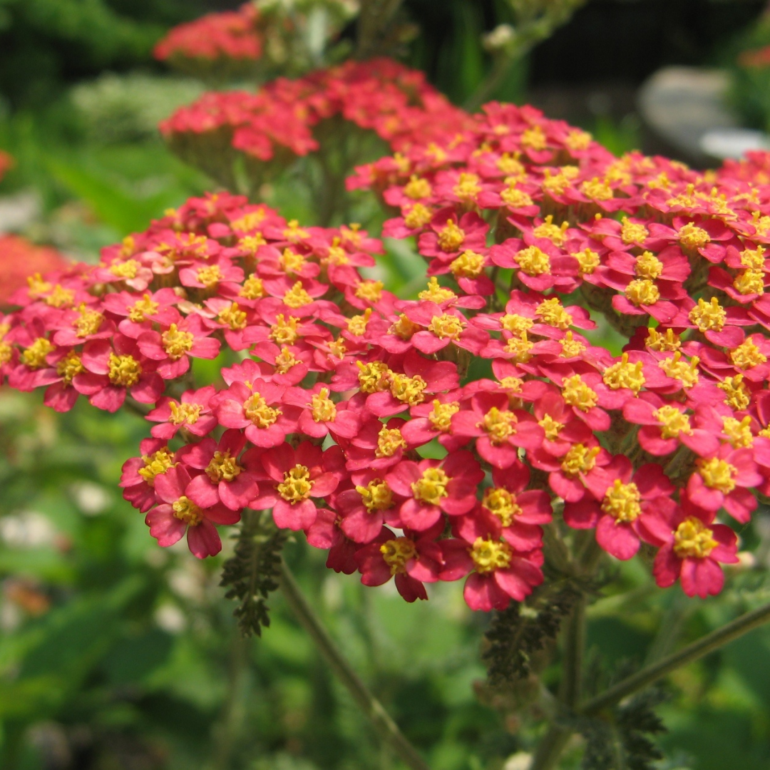 Achillea millefolium 'Paprika'