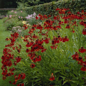 Helenium 'Moerheim Beauty'