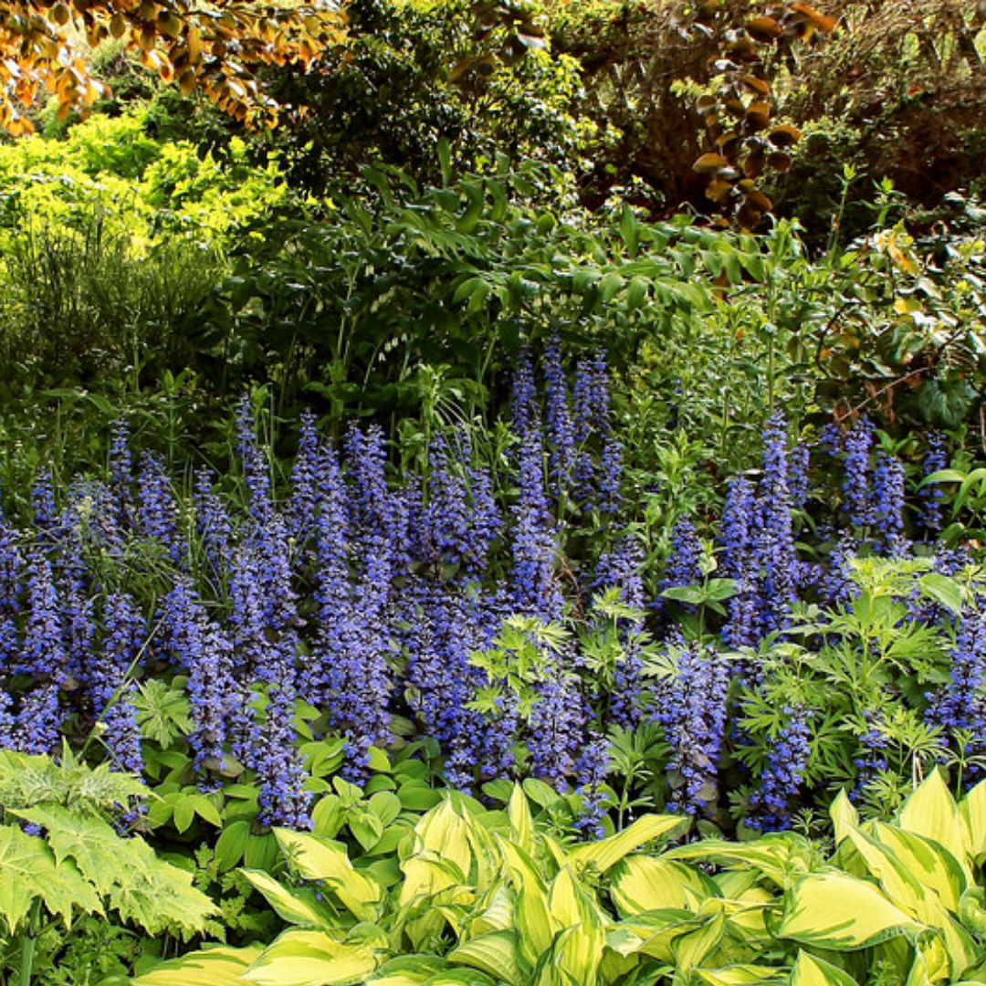 Ajuga reptans 'Atropurpurea'