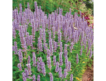 Agastache 'Blue Fortune'