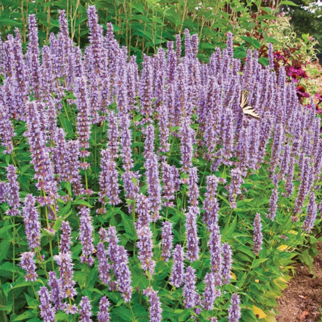 Agastache 'Blue Fortune'