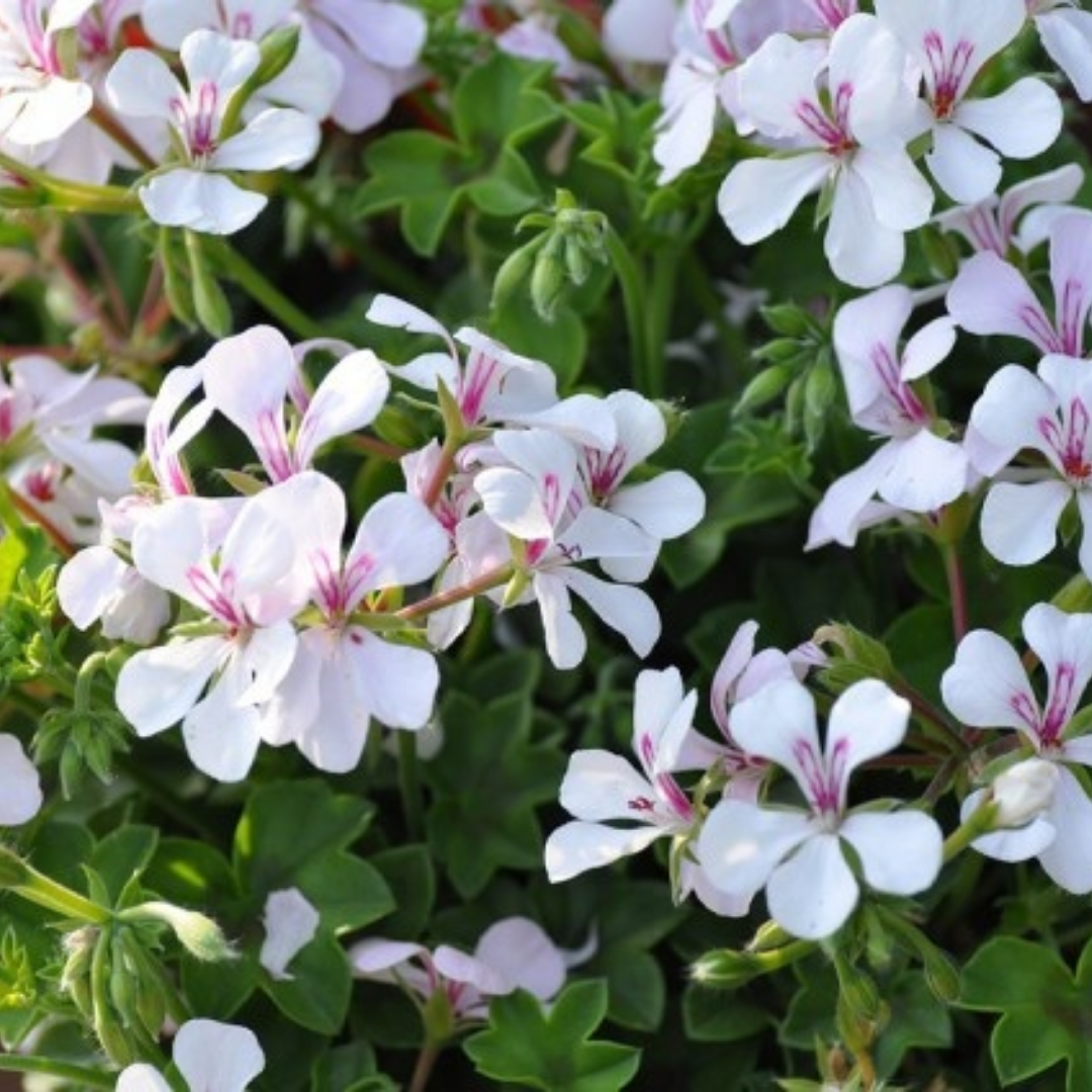 Geranium cantabrigiense 'Biokovo'