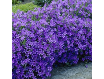 Campanula portenschlagiana