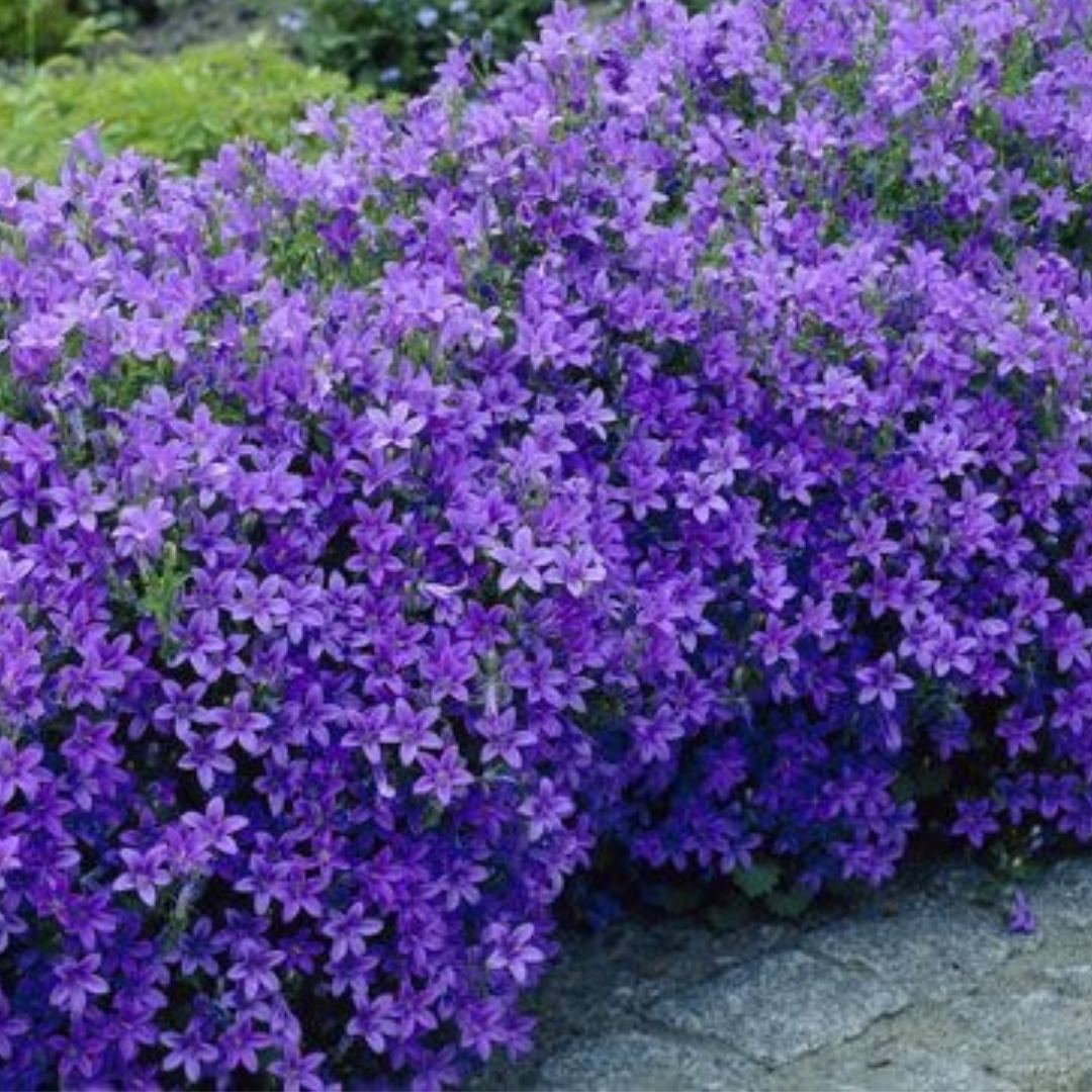 Campanula portenschlagiana