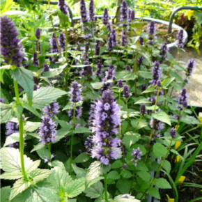Agastache 'Black Adder'